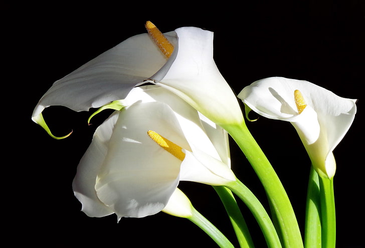 white flowers, Calla lilies, nature, petal, plant, close-up, flower Head, HD wallpaper
