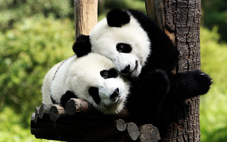Panda Bears in Love, HD wallpaper