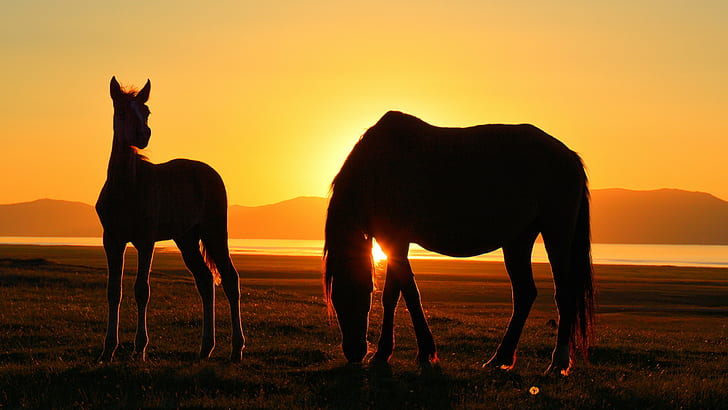horse, Kyrgyzstan, Song Kul, sunset, lake, silhouette, HD wallpaper