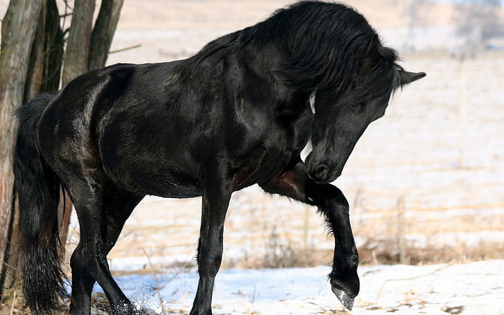 HD wallpaper: Horse, Black, Leg, mammal, one animal, black color, domestic  animals | Wallpaper Flare