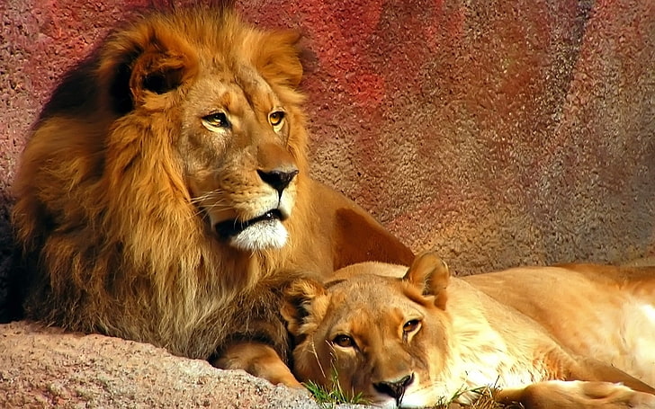 lion, mammal, group of animals, animal themes, animal wildlife, HD wallpaper