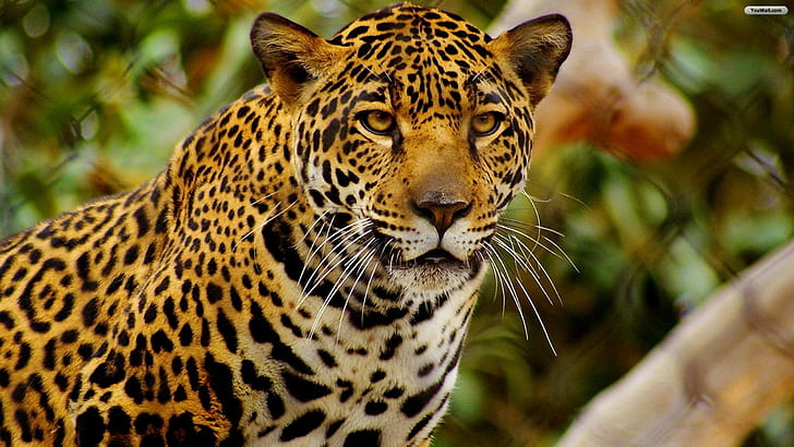 jaguars, animals, feline, mammals, big cats