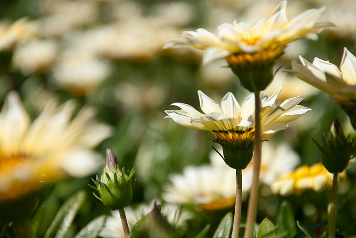 daisy flower lot, Plants, nature, yellow, summer, close-up, outdoors, HD wallpaper