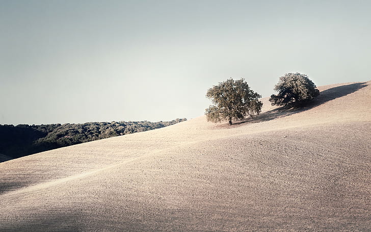 Photography, Landscape, Nature, Filter, Field, Trees, Clear Sky, Muted, HD wallpaper