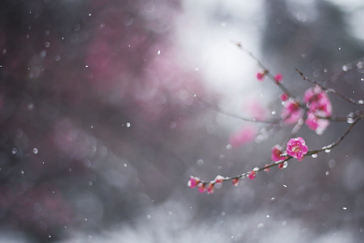 cherry blossom, winter, flower, macro, snow, branch, bokeh, drain, HD wallpaper