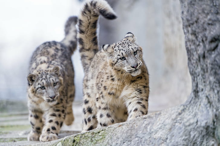 photography of two Jaguar cubs, together, stone, rock, walking, HD wallpaper