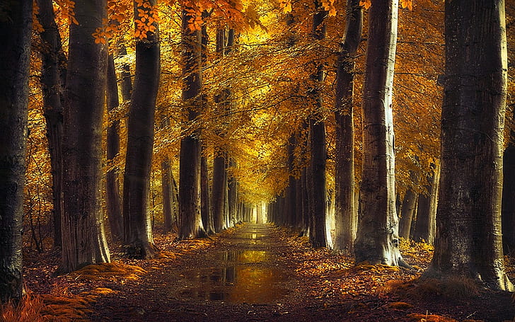 landscape, nature, puddle, leaves, trees, gold, path, fall, HD wallpaper