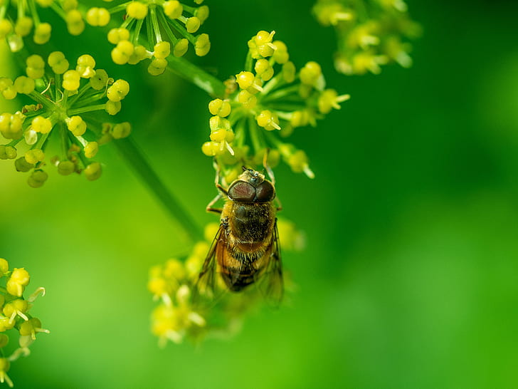 macro photography of Hooverfly on flowers, hoverfly, hoverfly