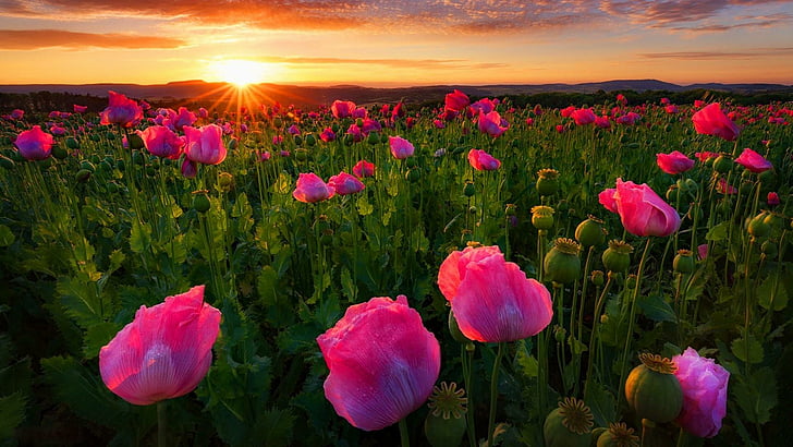 poppies, thuringia, pink poppies, germany, poppy, poppy field, HD wallpaper