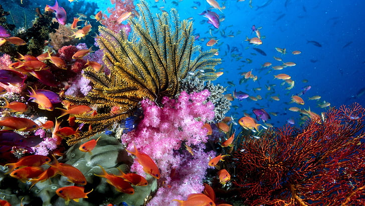 school of orange fish, coral, underwater, sea life, animal, animal themes, HD wallpaper