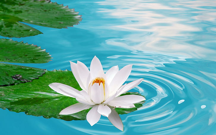 Lotus, lake, nature, flower, white, green, beautiful, flowers, HD wallpaper