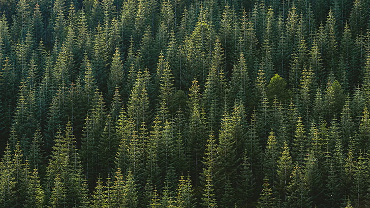 forest, trees, green, outdoors, plants, HD wallpaper