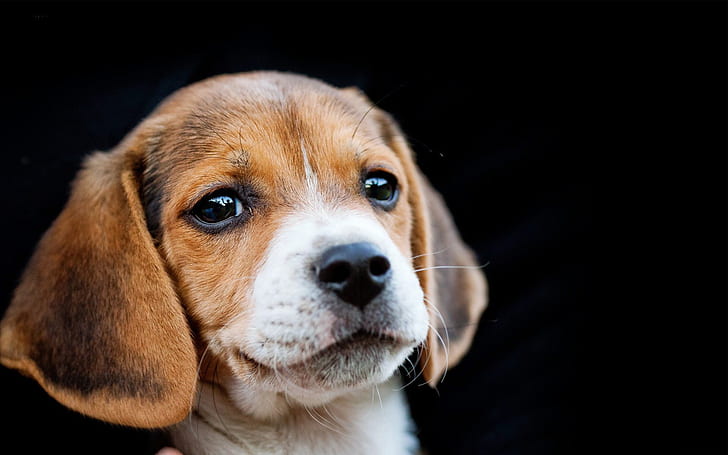 HD wallpaper: Dogs, Beagle, Cute, Face, Puppy | Wallpaper Flare