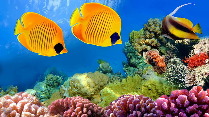 coral reef  widescreen, underwater, sea, animal wildlife, sea life, HD wallpaper