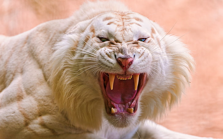 Roaring White Tiger, animal, animal themes, mammal, cat, feline, HD wallpaper
