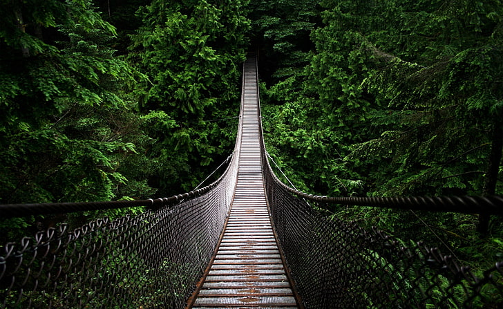 Bridge, brown and gray hanging bridge, Nature, Forests, Woods