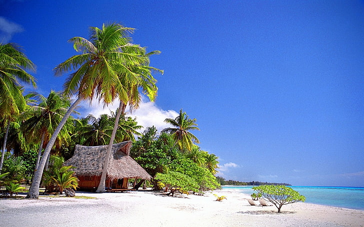 green coconut tree, nature, landscape, cabin, tropical, beach, HD wallpaper
