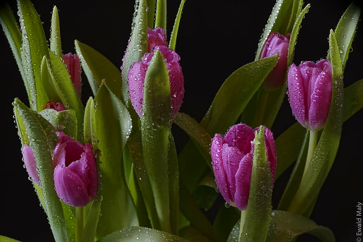 purple digital flower plants, Austria, tulip, nature, springtime, HD wallpaper