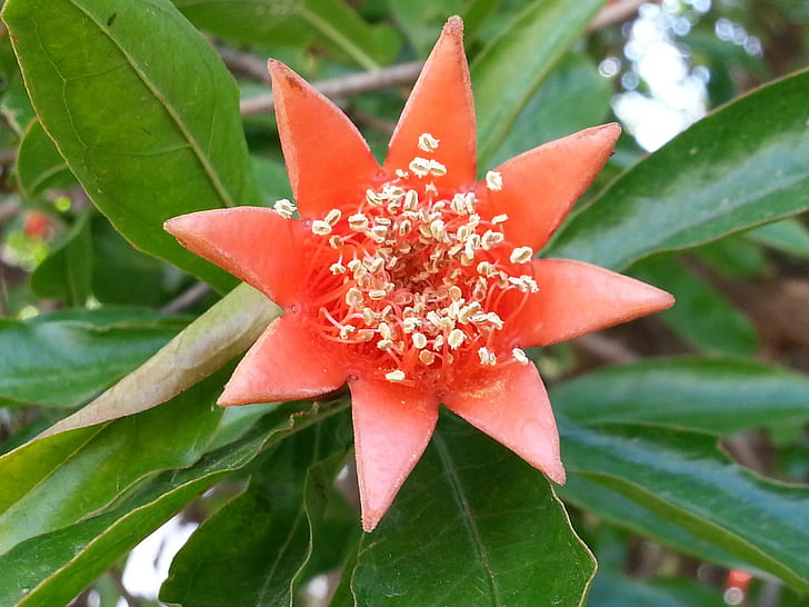 Pomegranate flower, Granatapfel-Blume, Nar Çiçeği