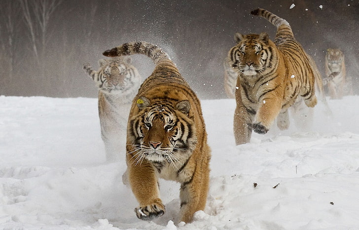 tigers, nature, landscape, Siberian tiger, running, animals, big cats, HD wallpaper