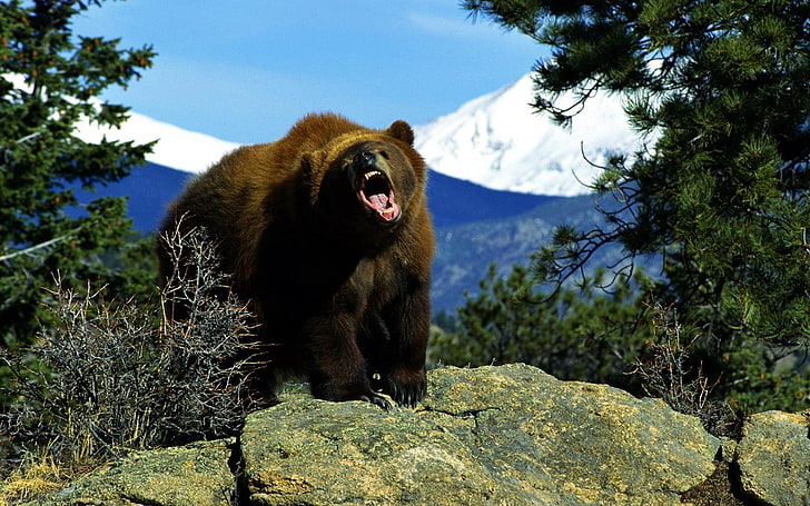 a killer angry back off furry Animals Bears HD Art, mad bear, HD wallpaper