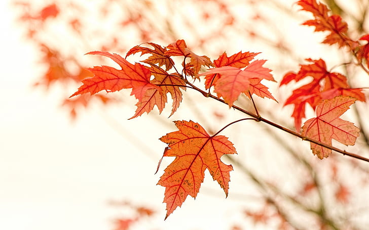 Red maple leaves, autumn, glare, maple leaf