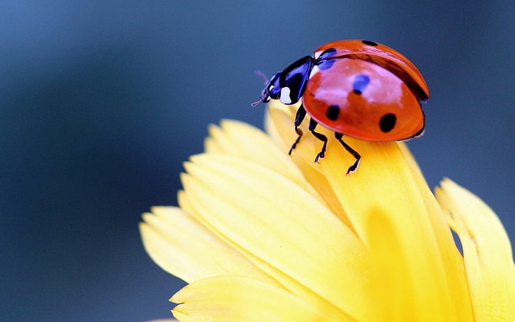 red seven-spotted ladybird, ladybug, flower, petal, close-up, HD wallpaper