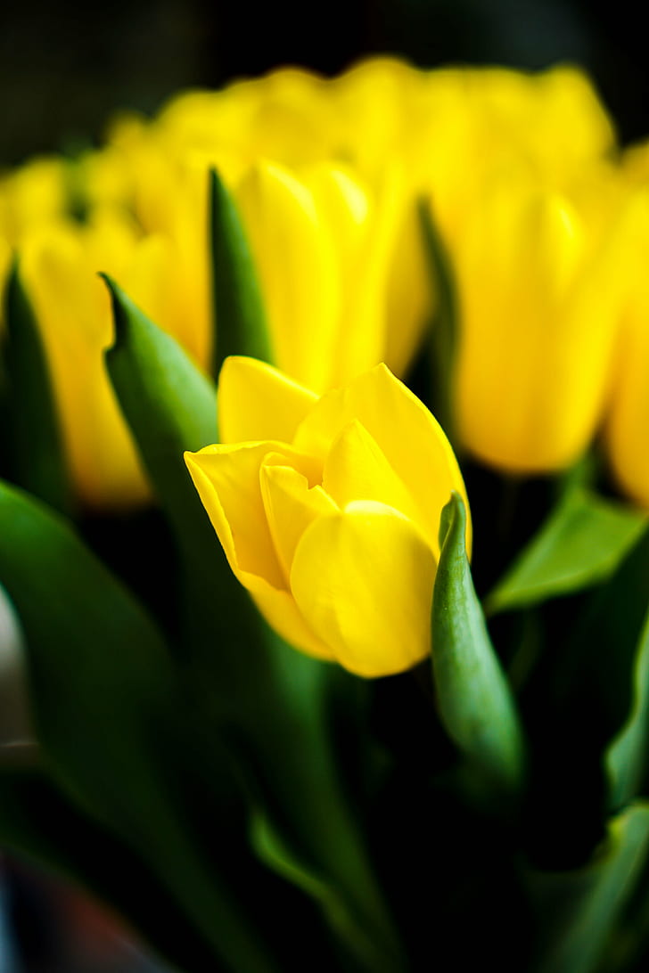 photography of yellow flower, tulips, tulips, nature, springtime