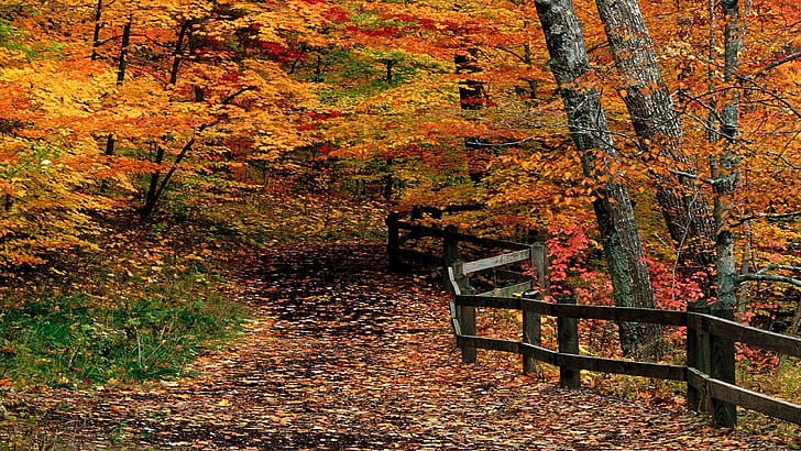 Autumn Path Through Woods, trail, orange, thanksgiving, nature