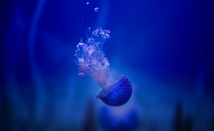 natures photography of blue Jelly Fish, deep blue, jellyfish