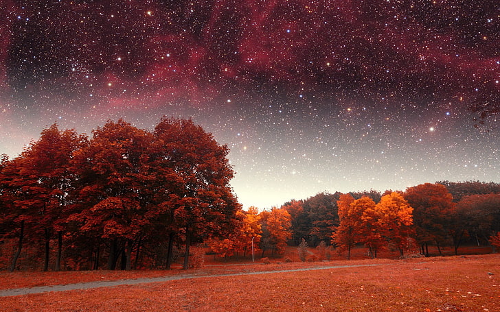 red trees, red forest under starry night, stars, fall, sky, star - Space