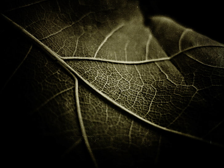 macro photograph of leaf, nature, leaves, plants, plant part, HD wallpaper