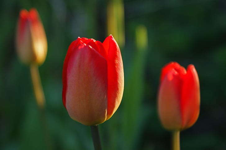 selective focus photography of red Tulip, tulips, tulips, vår, HD wallpaper