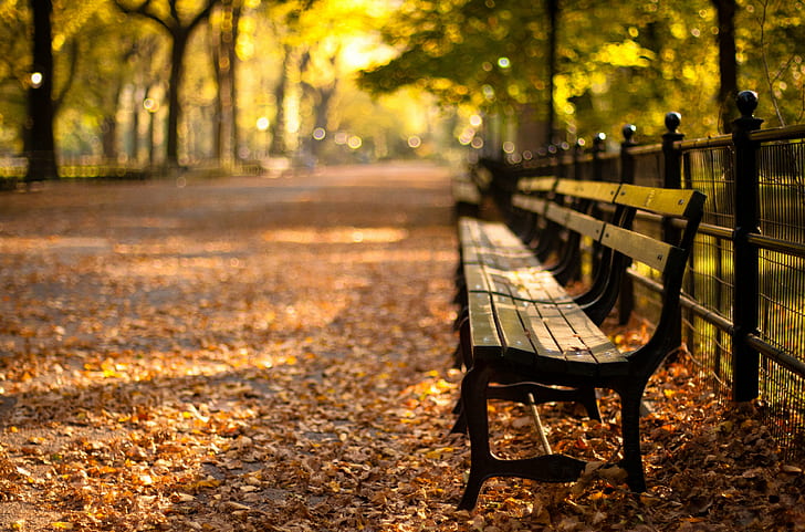 brown outdoor bench surrounded by dried leaves in tilt shift lens photography, central park, central park