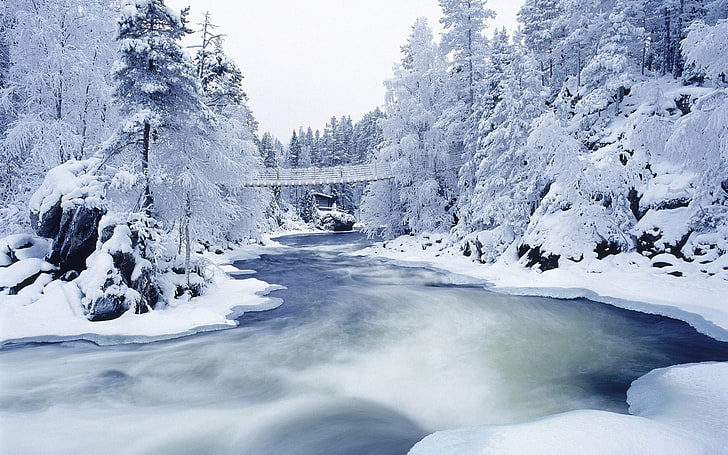 snow, forest, river, nature, winter, bridge, cold temperature, HD wallpaper