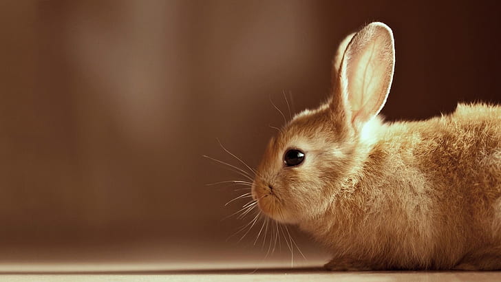 Cute Bunny HD, brown, ears, rabbit, right, whiskers, HD wallpaper