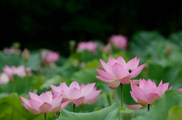 shallow focus photography of pink flowers under sunny sky, Lotus, HD wallpaper