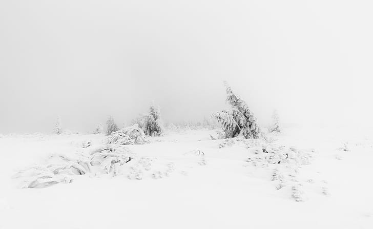 HD wallpaper: Winter Fog White Snow Trees Aesthetic, Seasons, Nature,  Landscape | Wallpaper Flare