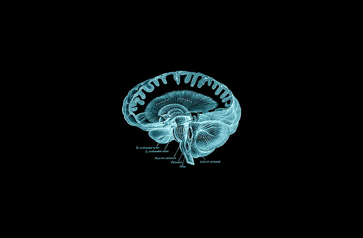 brain, Gray's Anatomy (book), dark, animal themes, animal wildlife, HD wallpaper