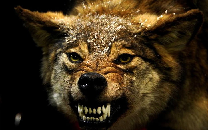 Wolf animals angry 1080P, 2K, 4K, 5K HD wallpapers free download |  Wallpaper Flare
