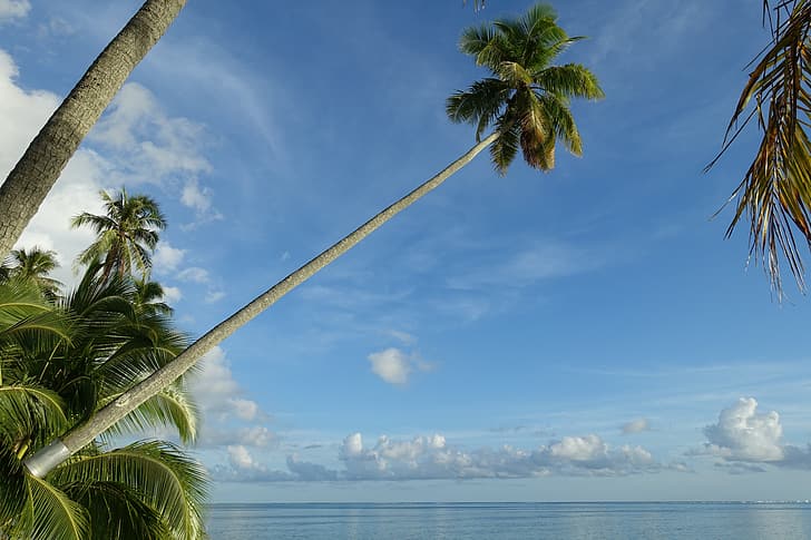 the sky, tropics, palm trees, the ocean, Pacific Ocean, Moorea, HD wallpaper
