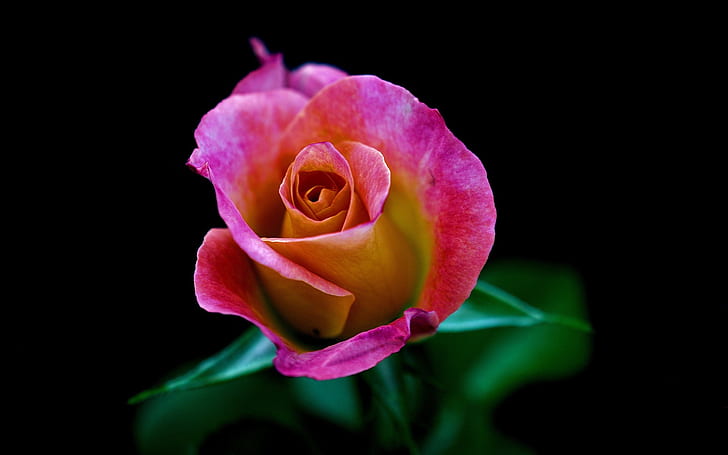 One pink rose flower close-up, black background, pink-and-yellow rose