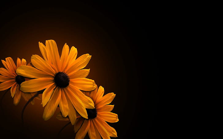 HD wallpaper: Black Eyed Susans, nature, flower, yellow, 3d and abstract |  Wallpaper Flare