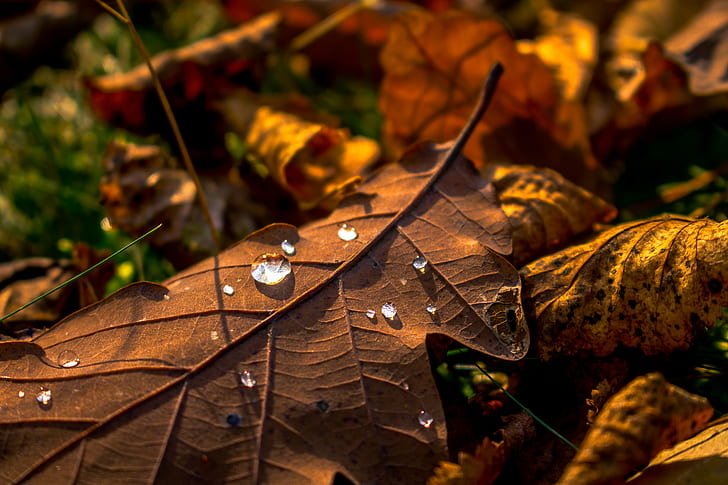 clear water drops on brown dried leaf, Makro, Warm, Waterdrop