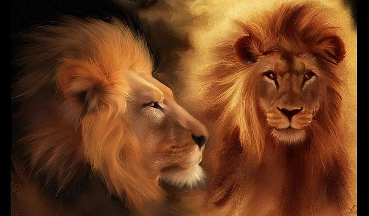 lions Animals beautiful couple eyes Head lion HD, HD wallpaper