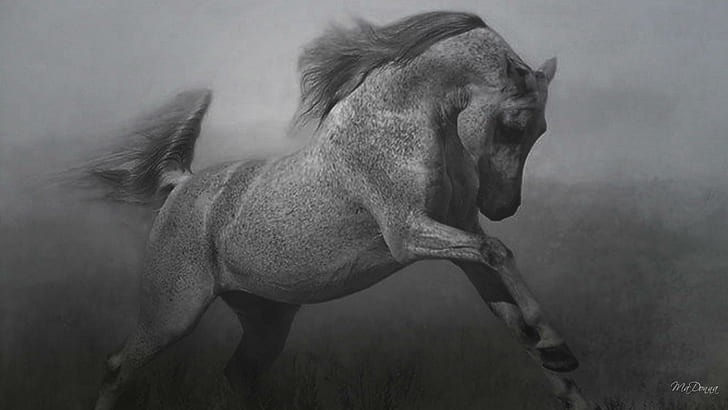 Horse In Black White #3, firefox persona, abstract, black and white, HD wallpaper