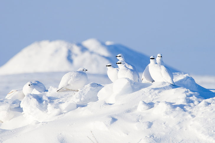 flock of white birds, snow, winter, animals, cold temperature, HD wallpaper