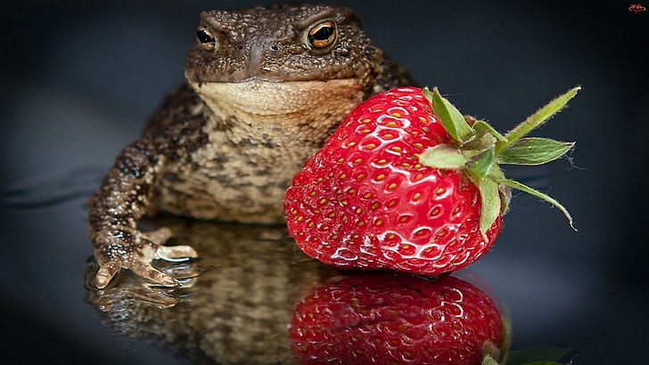 HD strawberry frog wallpapers  Peakpx