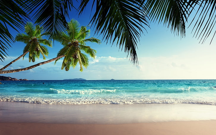 green coconut tress and teal sea, beach, sand, palm trees, tropical, HD wallpaper