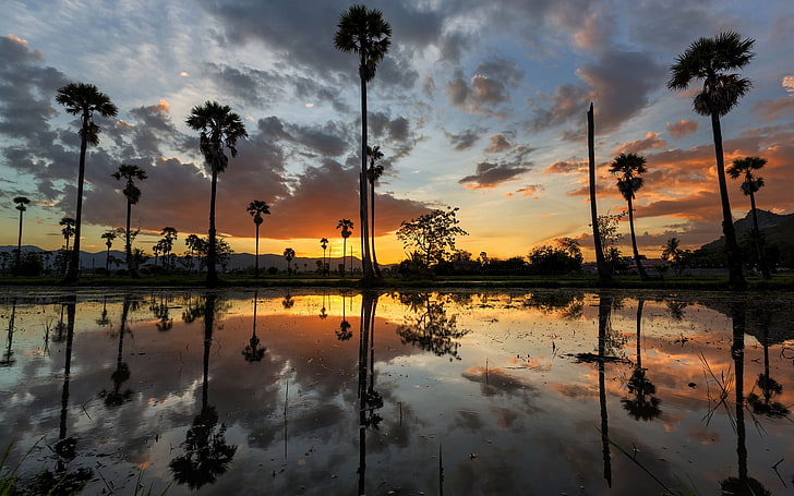 palm trees reflecting on calm body of water at sunset, reflection